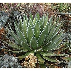 Agave. Courtesy of Flikr user Juan Ignacio 1976. Released under a Creative Commons 2.0 License. 